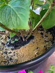 Check spelling or type a new query. What Is This Brown Stuff On Top Of My Potting Soil Gardening