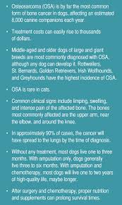 When looking at dog life expectancy and ages, a the problems associated with this mean that these dogs do not often survive to anything approaching old age. Osteosarcoma In Dogs