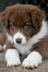 Chocolate Brown Border Collie Puppy Cute Puppies Baby Animals Puppies