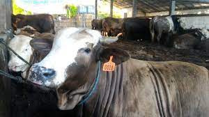 Dapat dikatakan bahwa puisi untuk anakku atau puisi untuk anak ini adalah puisi dari orang tua yang menyayangi anak anaknya sehinga membuat puisi untuk anak tersayang. Embrio Dan Sperma Sapi Belgian Blue Dinilai Terlalu Mahal Bisnis Liputan6 Com
