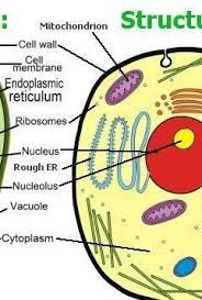 Plant and animal cells have many similarities, including shared organelles. Label The Parts Of The Cell Brainly Ph