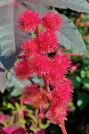 Apesar desse comportamento estar presente na planta jovem, antes da presença da inflorescência, a planta madura tem sua direção fixa ao longo do dia. Mamona Arvore De Maravilha Toxico Vermelho Sementes Planta Ornamental Planta Venenosa Familia Spurge Flor Flor Oleo Pikist