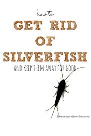 How To Get Rid Of Silverfish Naturally Get Rid Of Silverfish How To Get Rid Silverfish