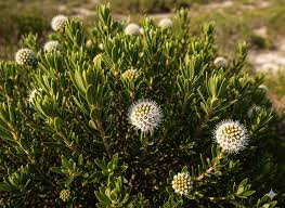 Image result for Phylica ericoides