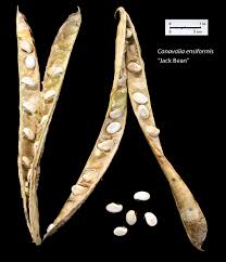 Image result for Canavalia ensiformis