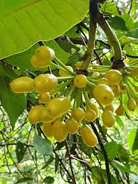 Image result for Uvaria afra