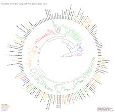 Decoding White Labs Strains From Gallone Et Al 2016