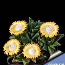 Image result for Nananthus vittatus