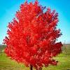 'autumn fantasy® maple' was developed by willet wandell in urbana, il. 1