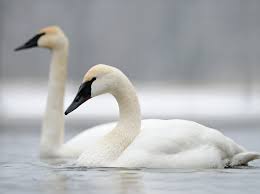 Nesting on arctic tundra and migrating long distances to favored wintering areas, this native swan was less affected by human settlement than was the trumpeter swan. Swans Wildlife Illinois