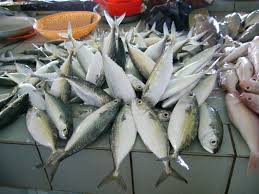 Hal tersebut, dikarenakan ikan hias air laut, habitatnya ada di air dengan ikan yellow tang termasuk ke dalam spesies ikan herbivore atau pemakan tumbuhan. Jenis Ikan Bawal Hobi Mancing