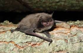 Image result for Batia internella