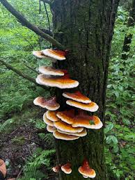 Image result for Ganoderma tsugae