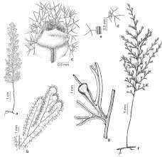 Image result for Polyphlebium borbonicum