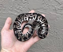 Axanthic Black And White Ball Python Vpi Axanthic Pastel Leopard Ball Python By Adam Chesla Reptiles Morphmarket Usa Ball Python Ball Python Morphs Pet Snake