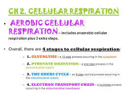 Glycolysis is the first and common step in all types of respirations. Ch 2 Cellular Respiration Ppt Download