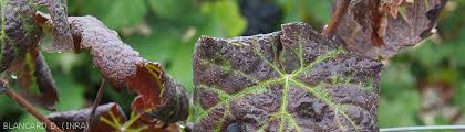 Image result for Grapevine leafroll virus