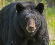 Spring Black Bear Hunt