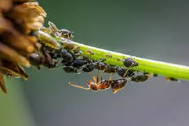 Image result for BLACKFLY ON TOMATO PLANTS