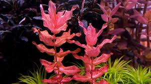 Image result for Rotala submersa