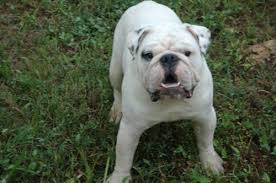 Maybe you would like to learn more about one of these? English Bulldog Pets And Animals For Sale Tampa Fl