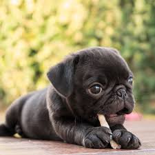 Italian greyhound puppy for sale. 1 Pug Puppies For Sale By Uptown Puppies