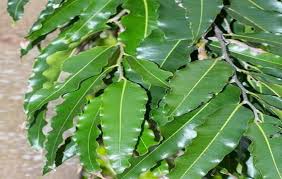 Image result for Monoon longifolium