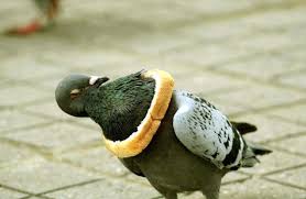 Final Score Bread 1 Pigeon 0 Funny Birds Funny Bird Pictures Funny Animal Videos