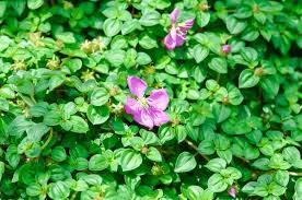 Image result for Dissotis alata