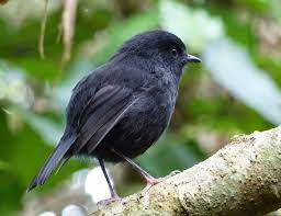 So how do you tell the difference? Black Robin Chatham Islands Pet Birds Beautiful Birds