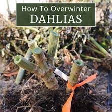 I'm going to walk you through the process we use for digging and storing our dahlia. How To Overwinter Dahlias Longfield Gardens