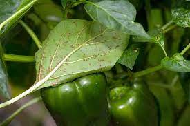 Some gardeners hand pollinate the peppers in the morning, while the humidity levels are still high, by gently swirling a small, dry paintbrush inside of. Growing Your Own Bell Peppers