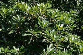 Image result for Breonadia salicina