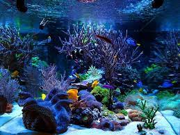 Reef Builders The Reef And Marine Aquarium Blog Aquarium Fish Tank Saltwater Fish Tanks Marine Aquarium