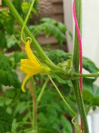 Image result for male flowers cucumber