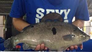 It shouldn't be a problem if you mix fish of smaller size, as jade perch doesn't have any. Malaysian Jade Perch é©¬æ¥è¥¿äºšå®çŸ³é²ˆ 182 Photos Product Service
