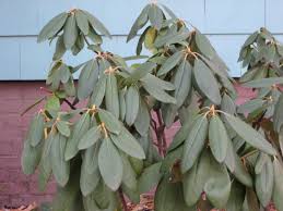 It also handles replanting very well. Rhododendron In Winter 1 Drooping Leaves As Cold Weather Flickr