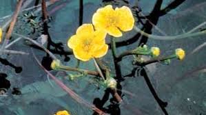 Image result for Menispermaceae