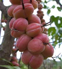 Image result for Alchornea cordifolia