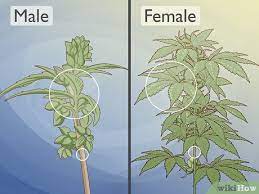 How To Identify Female And Male Marijuana Plants 9 Steps