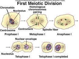 Maybe you would like to learn more about one of these? Why Is Meiosis Called Reduction Division Quora