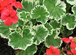 Jardinitis Los Geranios Enfermedades Y Curas