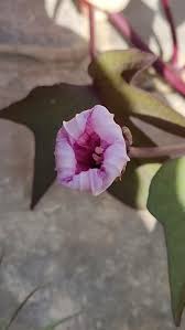 Image result for Ipomoea barteri