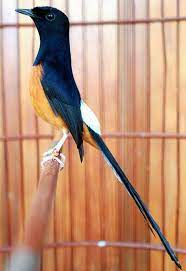 Murai Batu Medan Burung Cantik Gambar Burung Burung