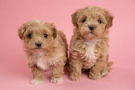 Polos maltipoos produce toy and teacup maltipoo puppies. Maltipoo Puppies For Sale 10 Year Health Guarantee Obedience Training Optional