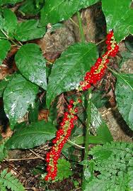 Image result for Rivina humilis