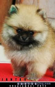 Anjing anjing lucu , 10 foto bayi hewan yang super lucu dan imut5 , anak anak sekolah dasar sering kali diberi tugas untuk membuat , new! Pin Di The Pup I Want
