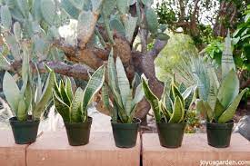 When the temperature is low and the plant is in shade water less frequently. Snake Plant Care How To Grow This Diehard Houseplant