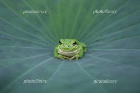 動物の画像について これまでで最高のカエル ハスの葉 イラスト