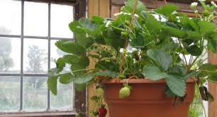 There are 35 different species of petunias in the world. Hanging Baskets Gardening Guide